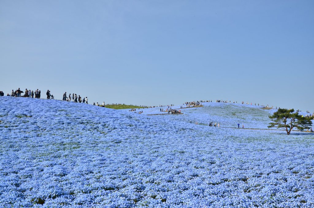 ทุ่งเนโมฟีลา (Hitachi Seaside Park) อิบารากิ