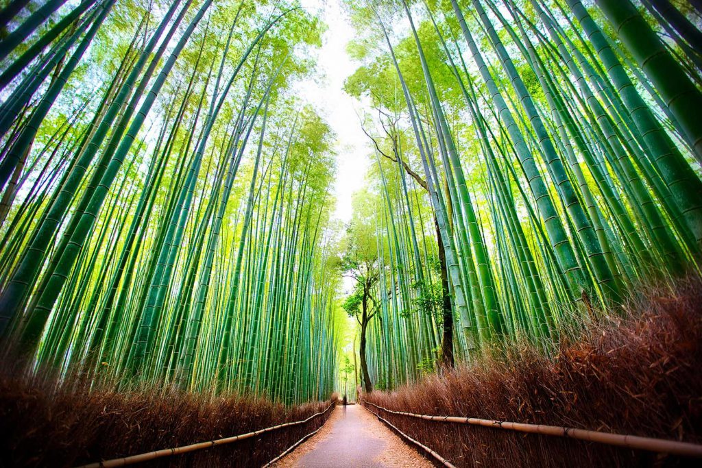 ป่าไผ่ (Sagano Bamboo Forest) เกียวโต