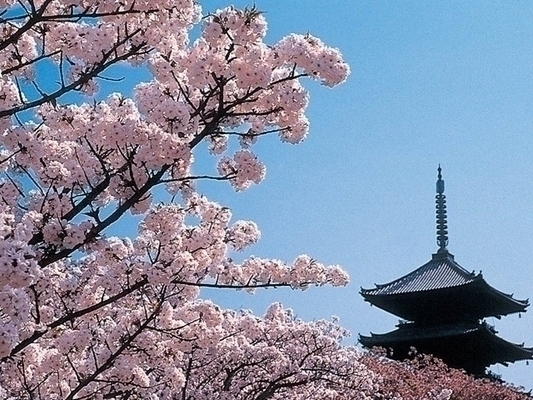 วัดนินนาจิ (Ninnaji Temple) เกียวโต