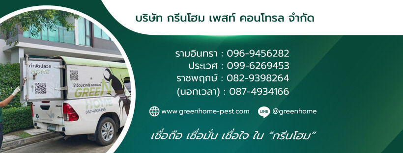 กำจัดปลวก Greenhome pest บริษัทรับกำจัดปลวก มืออาชีพ