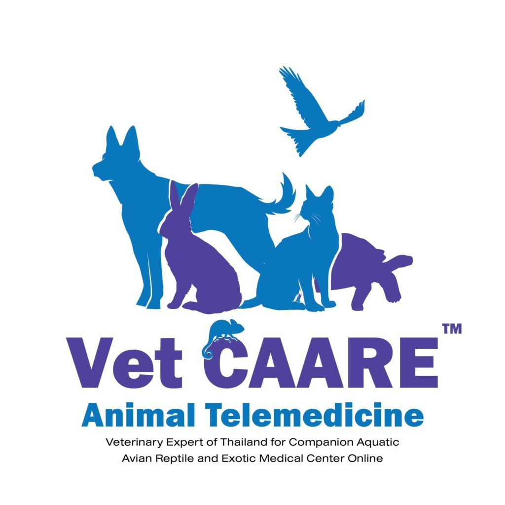 Kwuncum Veterinary Hospital บริการโรงพยาบาลรับรักษาสัตว์ รับรองทุกหลักการรักษาสัตว์เลี้ยงทุกชนิด